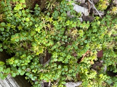 Gaultheria hispidula