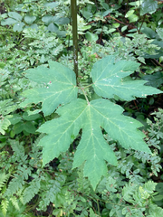 Heracleum maximum