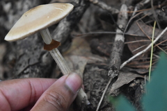 Cyclocybe erebia