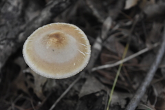 Cyclocybe erebia