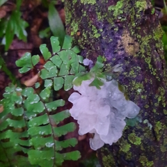 Tremella fuciformis
