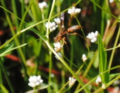 Polistes rubiginosus