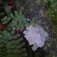 Tremella fuciformis