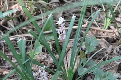 Liriope