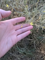Sisymbrium altissimum