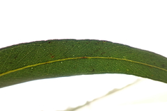 Eucalyptus globulus globulus