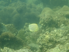 Chaetodon ornatissimus