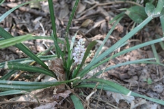 Liriope