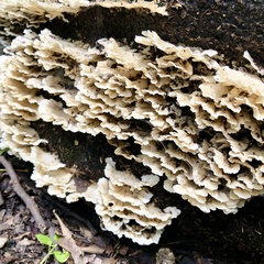 Sebacina schweinitzii