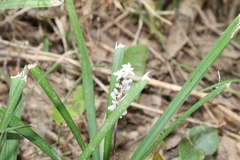 Liriope