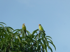 Eupsittula canicularis