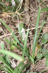 Liriope