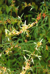 Proserpinaca palustris