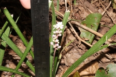 Liriope