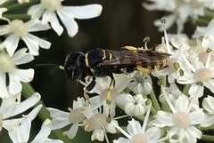 Lestica clypeata