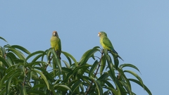 Eupsittula canicularis