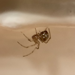 Steatoda triangulosa