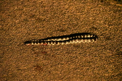 Lampropeltis splendida