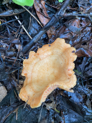 Lactarius deliciosus