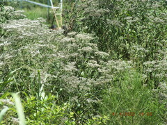 Eupatorium serotinum