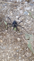 Paranemastoma quadripunctatum