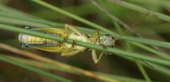 Paroxya atlantica