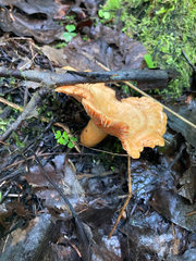 Lactarius deliciosus