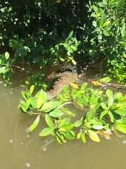 Crocodylus moreletii