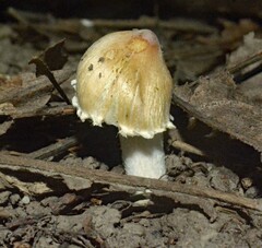 Pseudosperma sororium