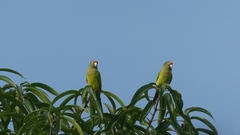 Eupsittula canicularis
