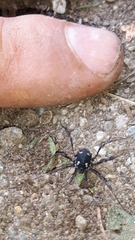 Paranemastoma quadripunctatum