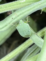 Nezara viridula