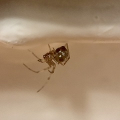 Steatoda triangulosa