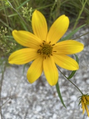Helianthus porteri