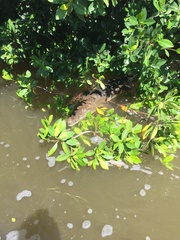 Crocodylus moreletii