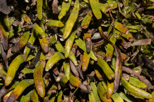 Image of Notogrammitis patagonica by no rights reserved