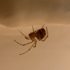 Steatoda triangulosa