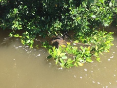 Crocodylus moreletii