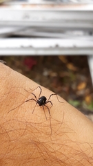 Paranemastoma quadripunctatum