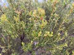 Diosma hirsuta