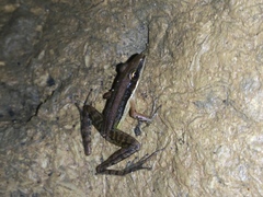 Indosylvirana nicobariensis