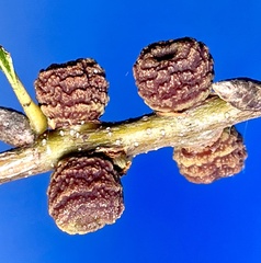 Kokkocynips difficilis