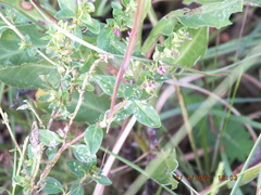 Cuphea carthagenensis