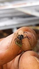 Paranemastoma quadripunctatum