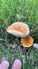 Gyroporus