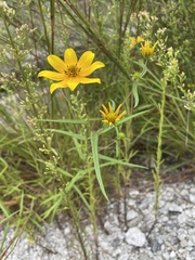 Helianthus porteri
