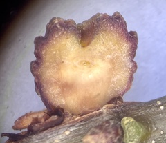 Kokkocynips difficilis