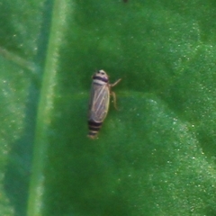 Amblysellus curtisii