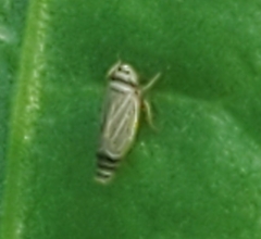 Amblysellus curtisii