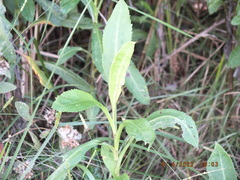 Symphyotrichum elliottii